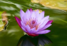 MEDITACIÓN DIARIA Cuando la fe flaquea