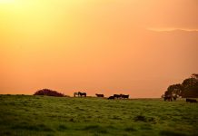 MEDITACIÓN DIARIA La promesa de paz