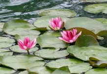 MEDITACIÓN DIARIA La esperanza: El ancla del alma