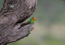 MEDITACIÓN DIARIA La comunidad verdadera