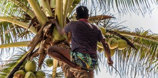https://huerto-en-casa.com/wp-content/uploads/2022/04/cosecha-de-coco.jpg
