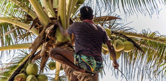 https://huerto-en-casa.com/wp-content/uploads/2022/04/cosecha-de-coco.jpg