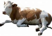 El secreto de la vida es éste: La vaca NO da leche…